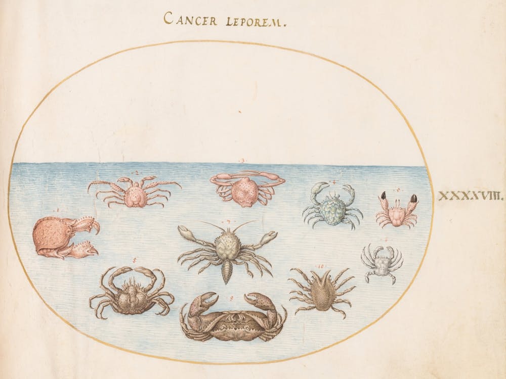Aquatic And Shellfish Animals, Joris Hoefnagel (5)