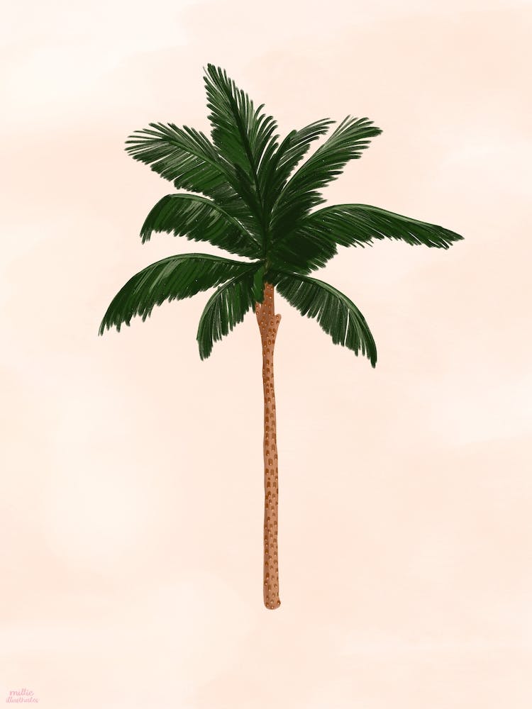 Palm Tree 