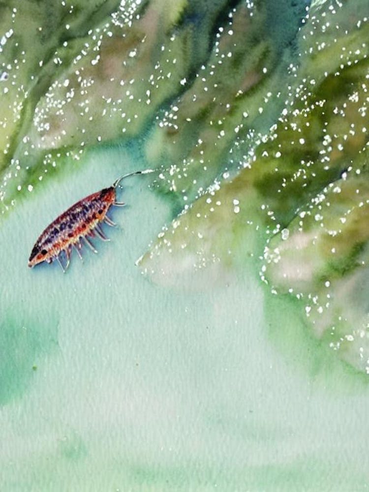 Sea Lice Storybook Watercolour