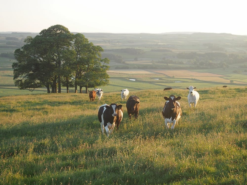 Sunset Cow Field
