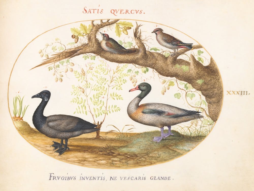 Animalia Volatilia Et Amphibia, Joris Hoefnagel (4)