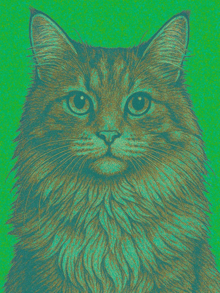 Chat Sur Fond Vert