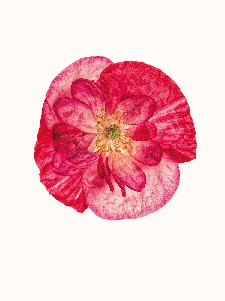 Poppy II