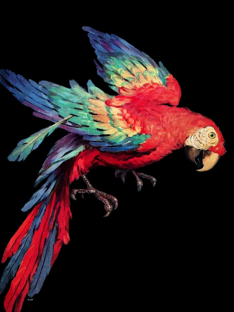 Parrot In Flight