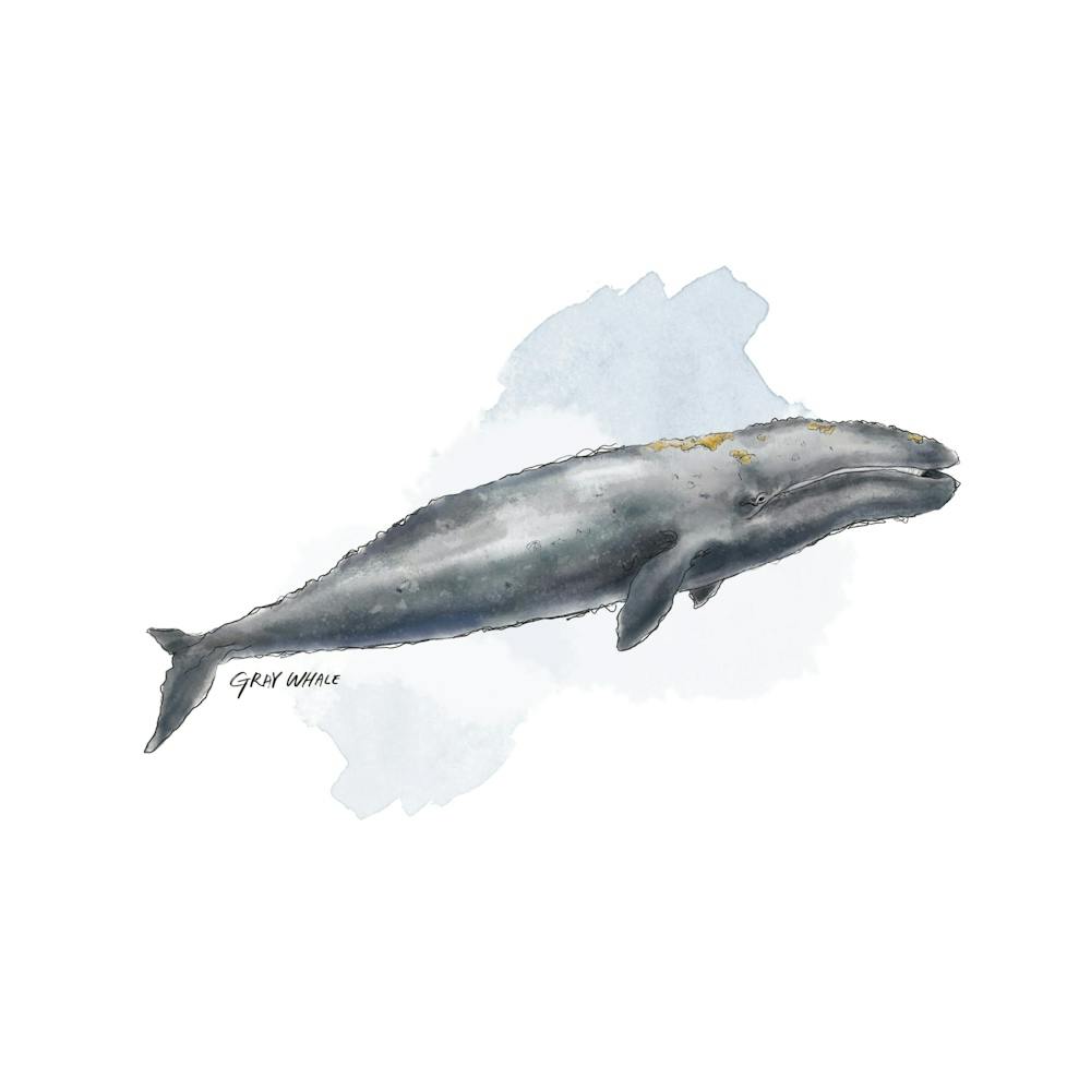 Baleine Grise