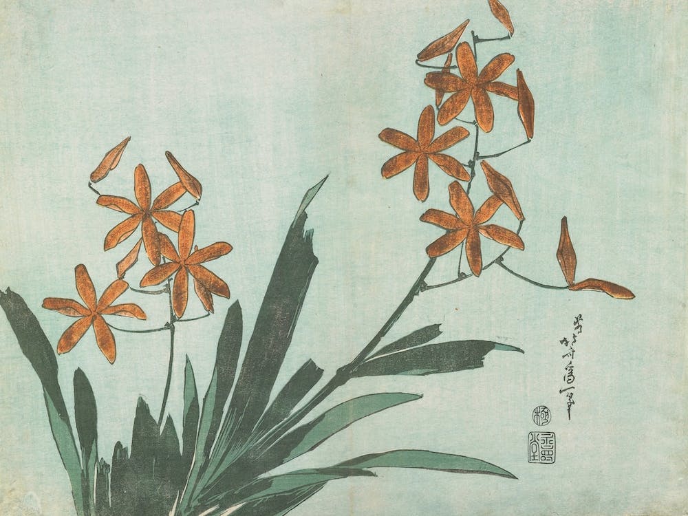 Blackberry Lily, Katsushika Hokusai