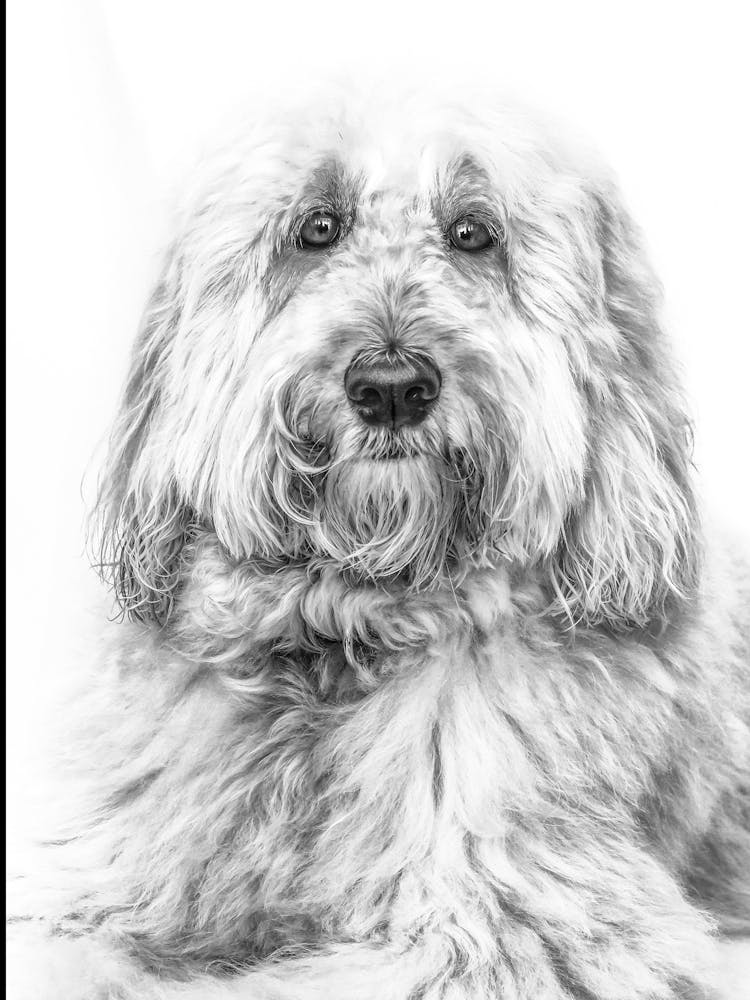 Portrait Noir et Blanc D'un Chien