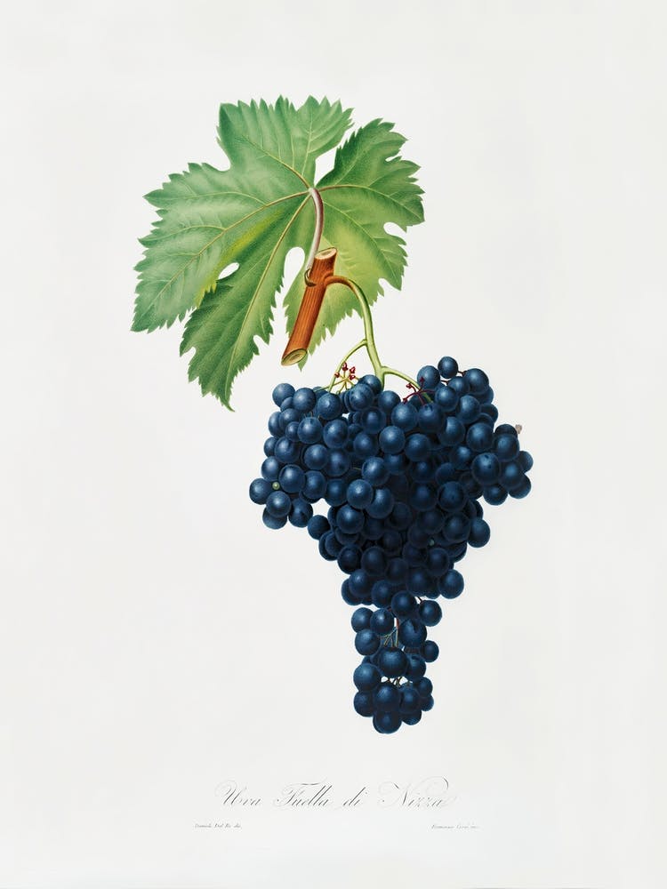 Fuella Trauben (Vitis Vinifera Bellettensis) Aus Pomona Italiana (1817 - 1839), Giorgio Gallesio