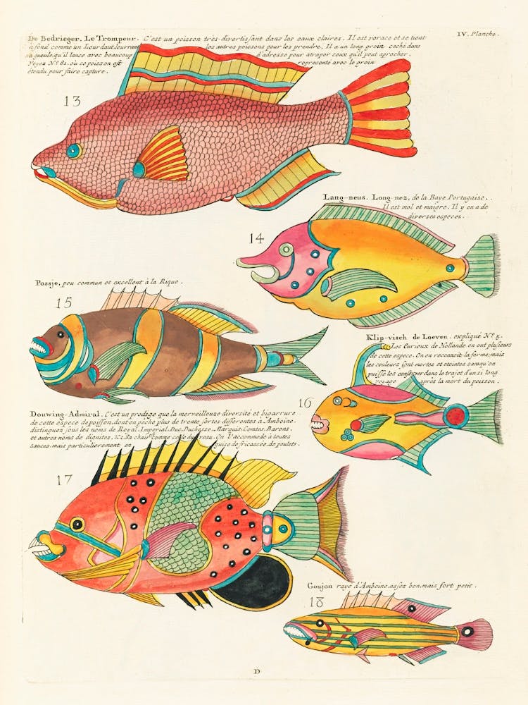 Colourful And Surreal Illustrations Of Fishes Found In Moluccas (Indonesia) And The East Indies, Louis Renard