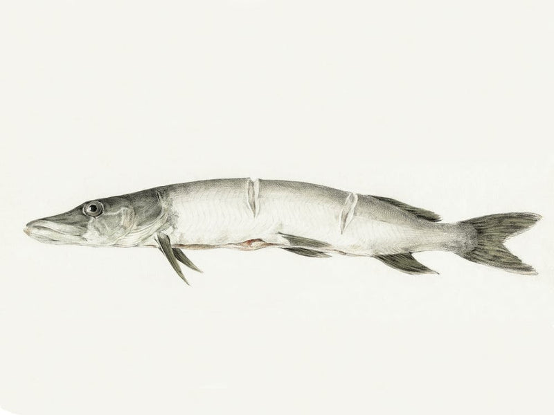 Pike, With Two Notches, Jean Bernard