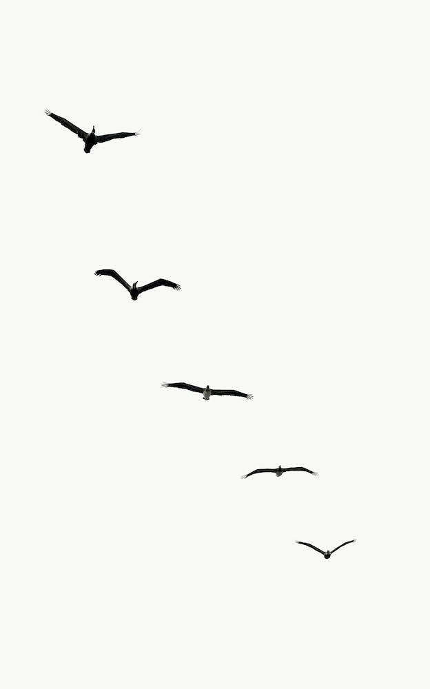 Five Birds