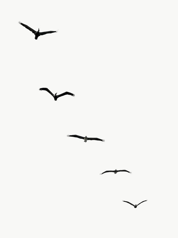 Five Birds