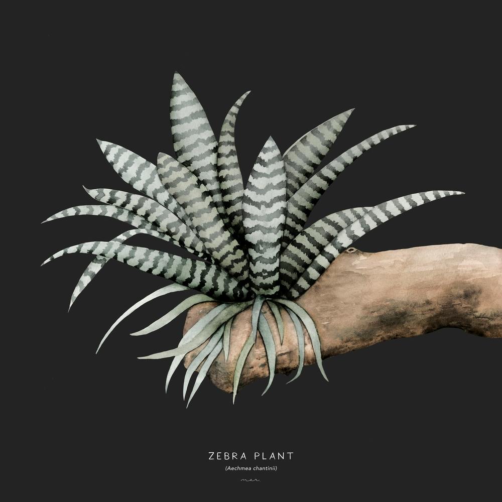 Zebra Plant Square