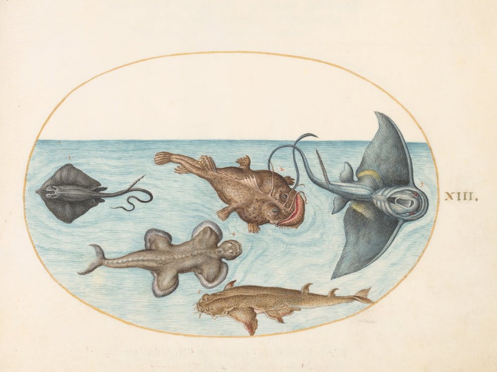 Animalia Aqvatilia Et Cochiliata, Joris Hoefnagel (2) 1