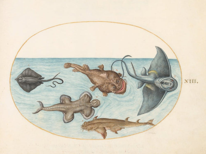 Animalia Aqvatilia Et Cochiliata, Joris Hoefnagel (2) 1