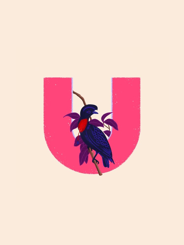 Letter U Umbrella Bird