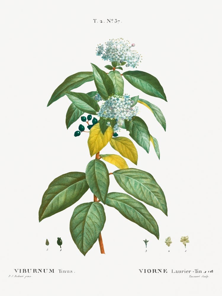 Laurustinus, Pierre Joseph Redoute