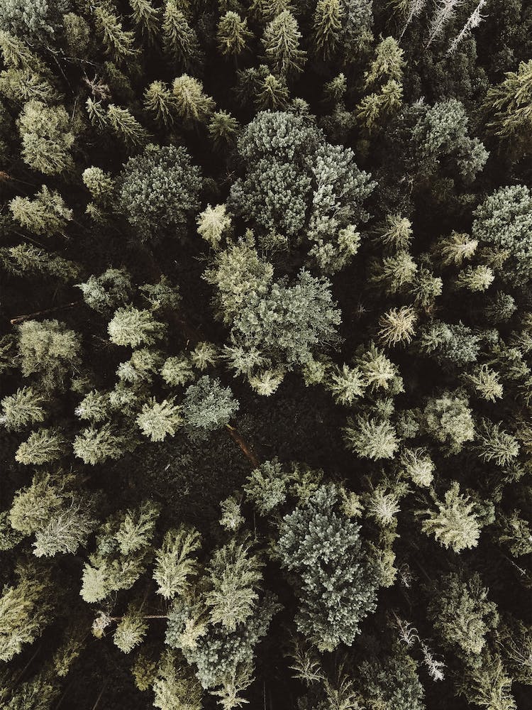 Forest From Above