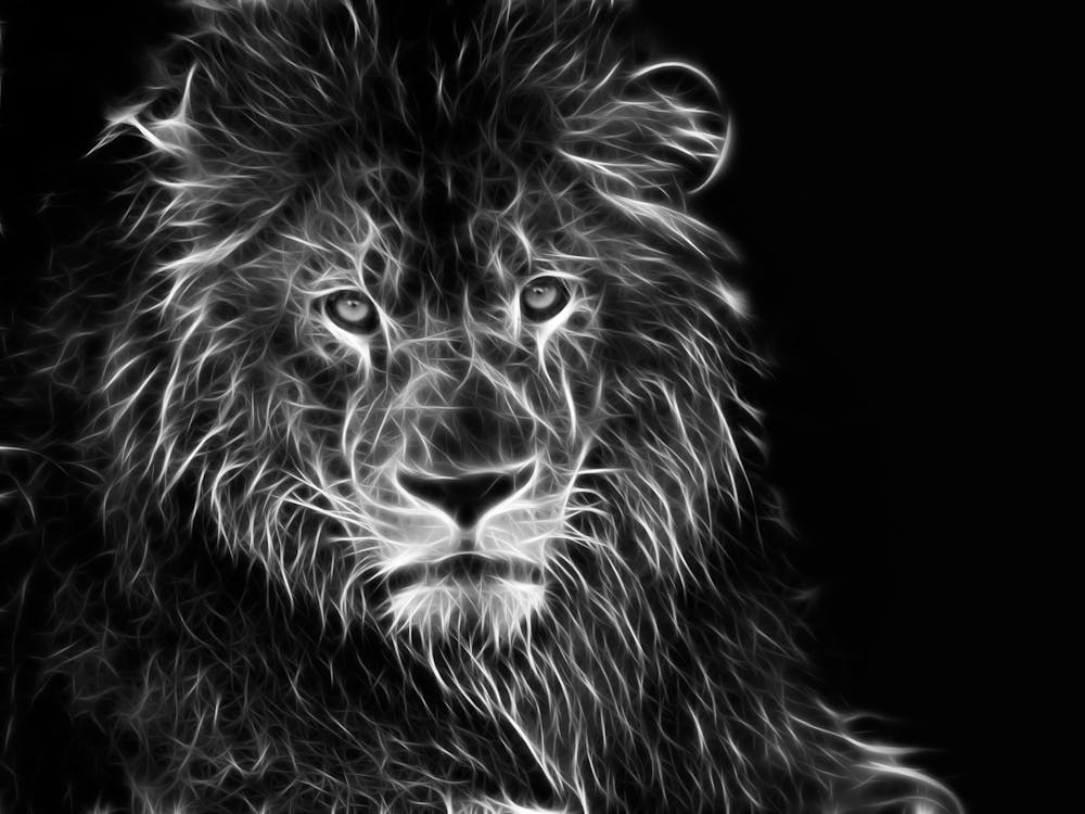 Lion In Black And White