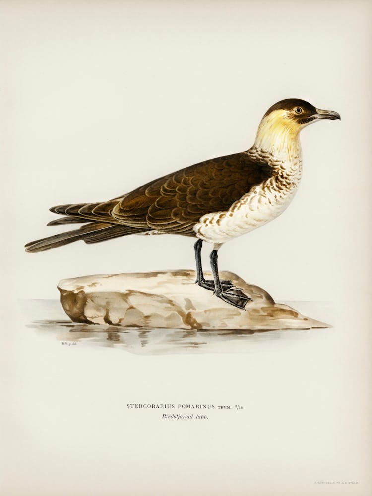 Pomarine Jaeger, The Von Wright Brothers