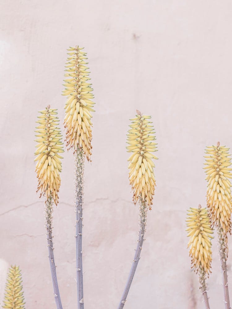Yellow Cactus Flower