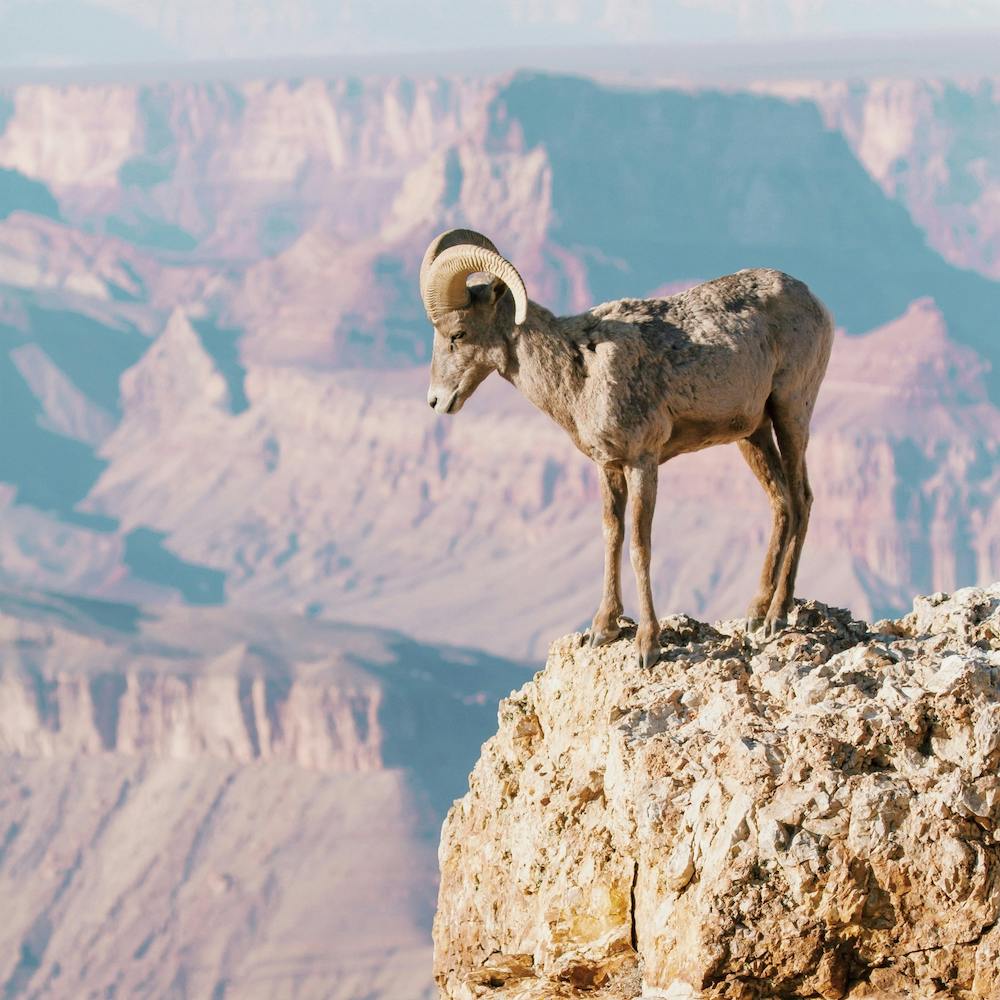 Arizona Bighorn Sheep