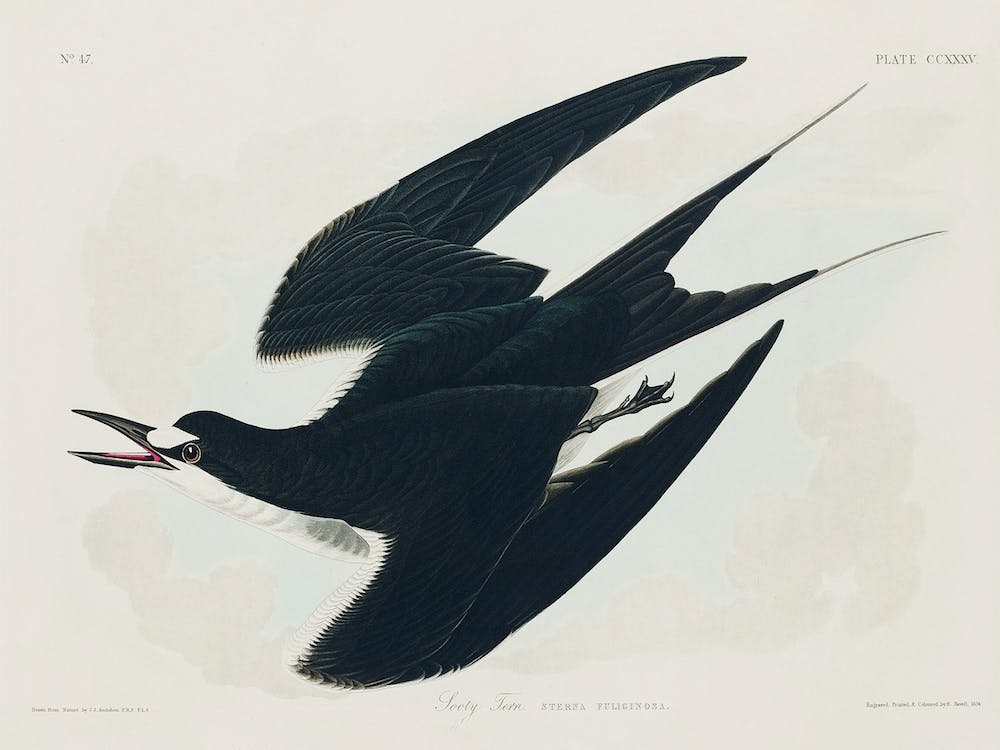 Sooty Tern, Birds Of America, John James Audubon