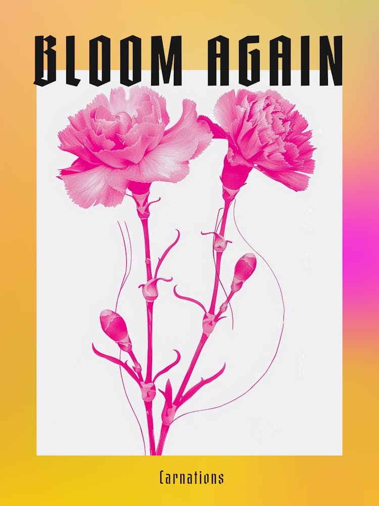Hot Pink Carnations 1 Poster