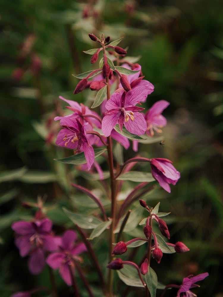 River Beauty Willowherb
