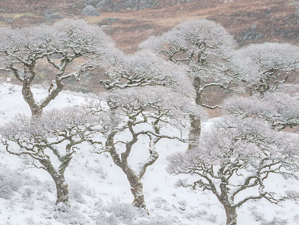 Trees In The Snow