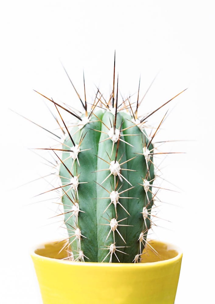 Prickly Cactus