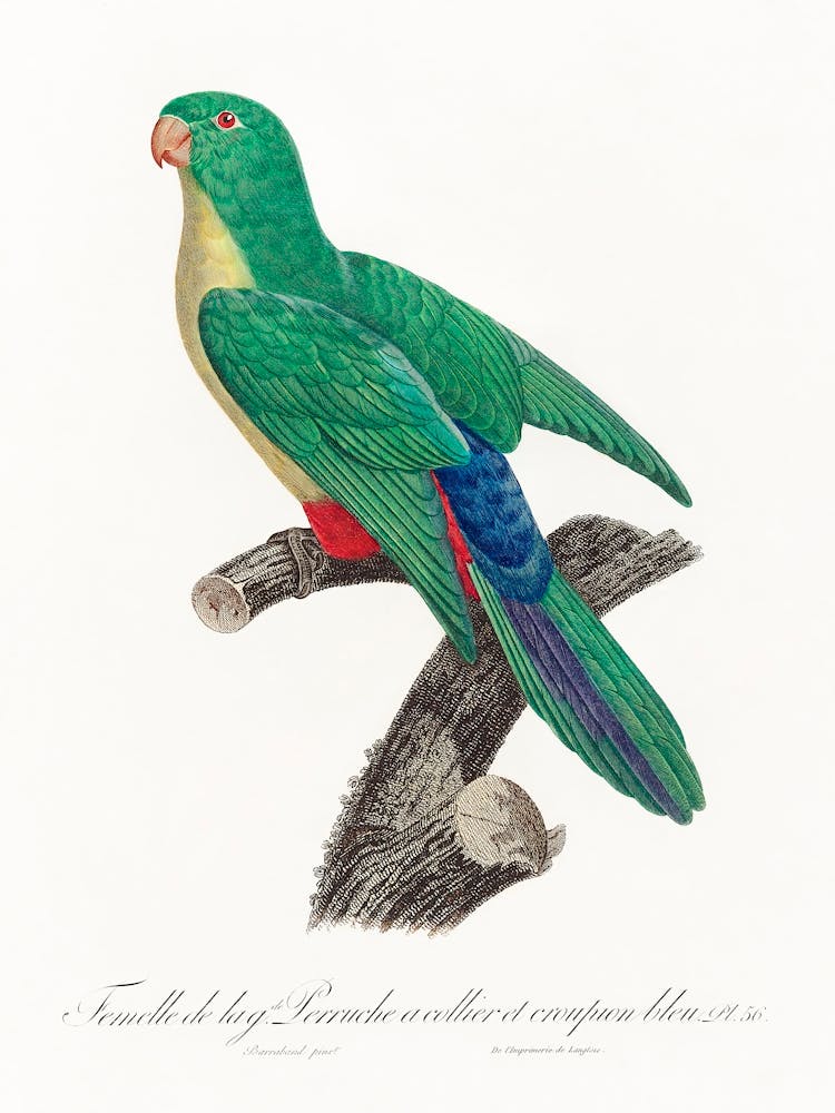 Kreuzung zwischen Halsbandsittich und Blausteißpapagei, Weibchen aus Natural History Of Parrots, Francois Levaillant