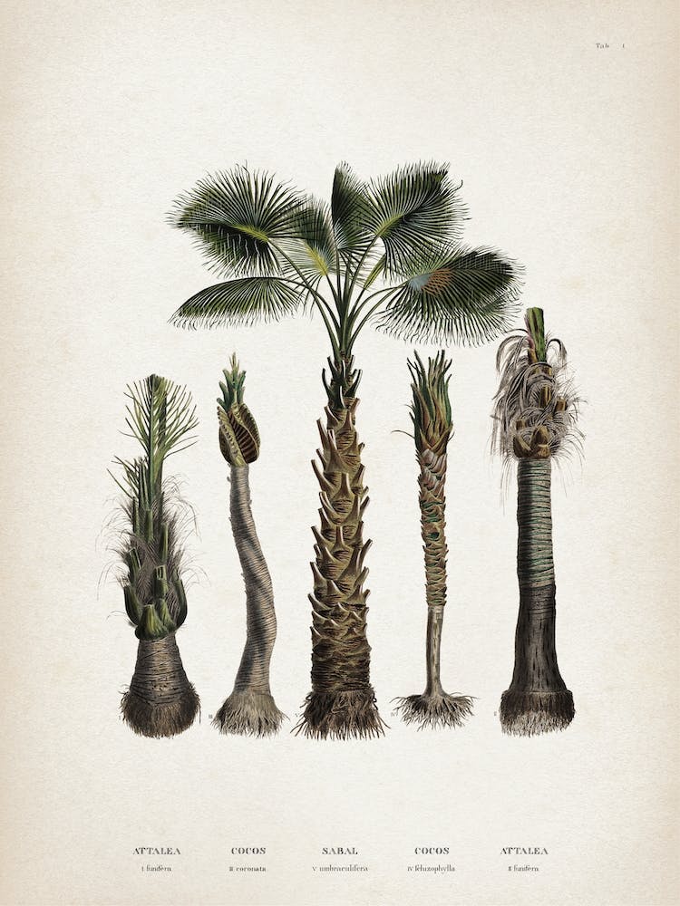 Vintage Martius 4 Cocos Coronata