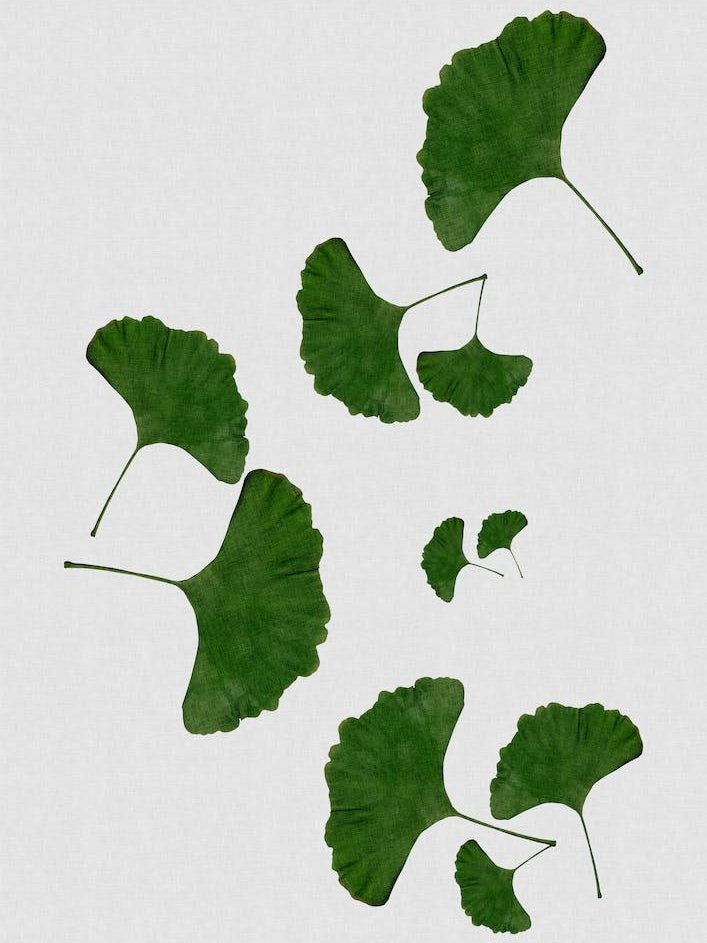 Ginkgo Leaf I