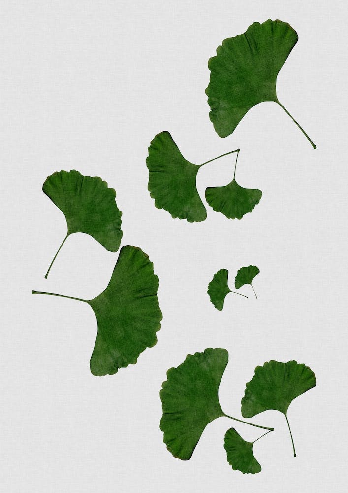 Ginkgo Leaf I