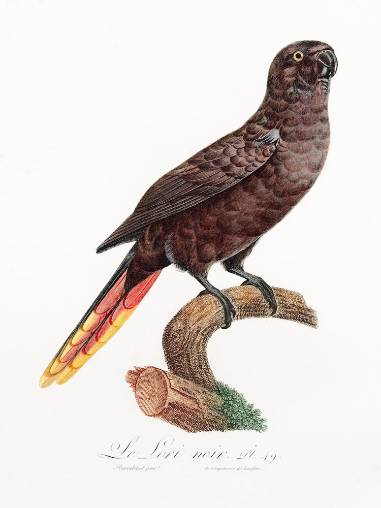 The Black Lory From Natural History Of Parrots, Francois Levaillant