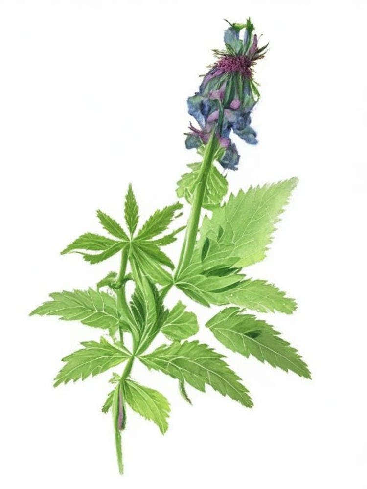 Hedge Nettle Wildflower Watercolour