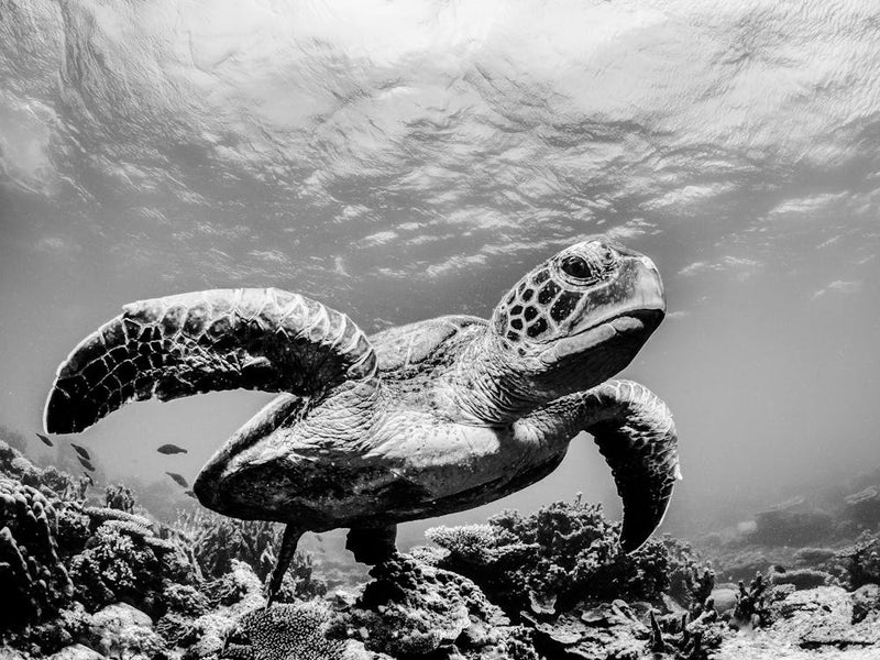 Tortue De Mer 1