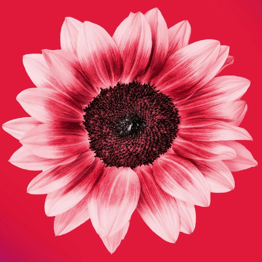 Tournesol Orange Sanguine Carré
