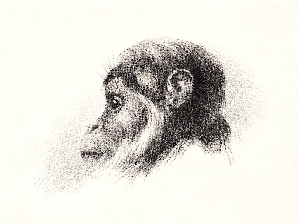 Monkey Head (1878–1890), Theo Van Hoytema