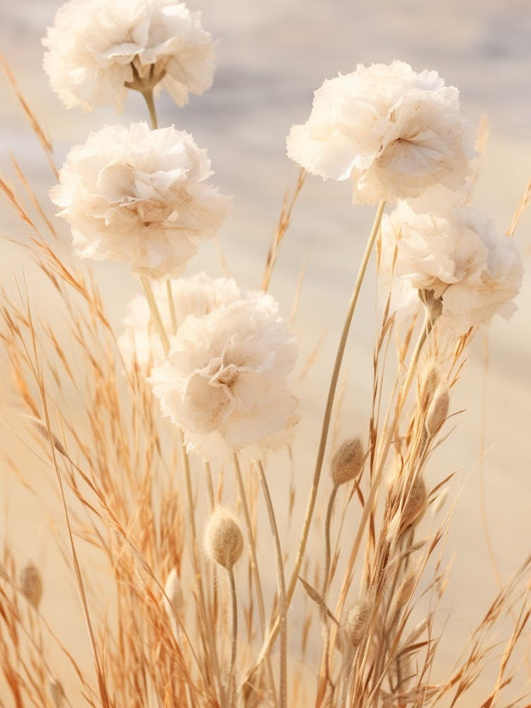 Boho Dried Flowers Carnation Dianthus 3