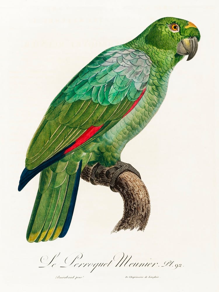 The Southern Mealy Amazon, From Natural History Of Parrots, Francois Levaillant