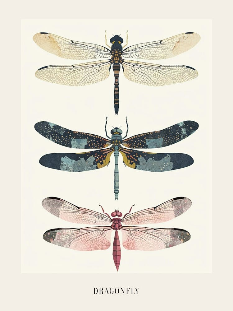 Colourful Insect Illustration Dragonfly 8 Poster