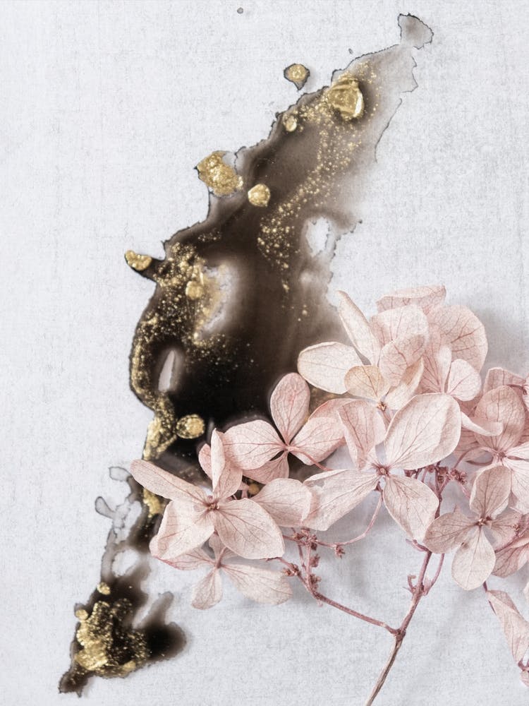 Pink Hydrangea On Black