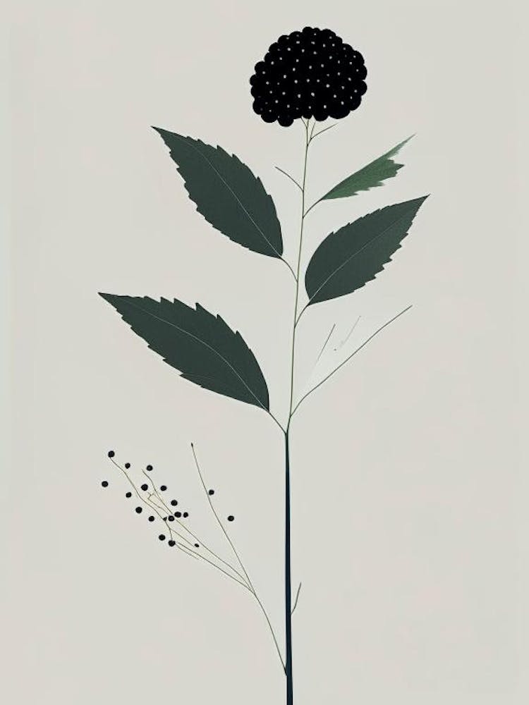 Elderberry Herb Simplicity