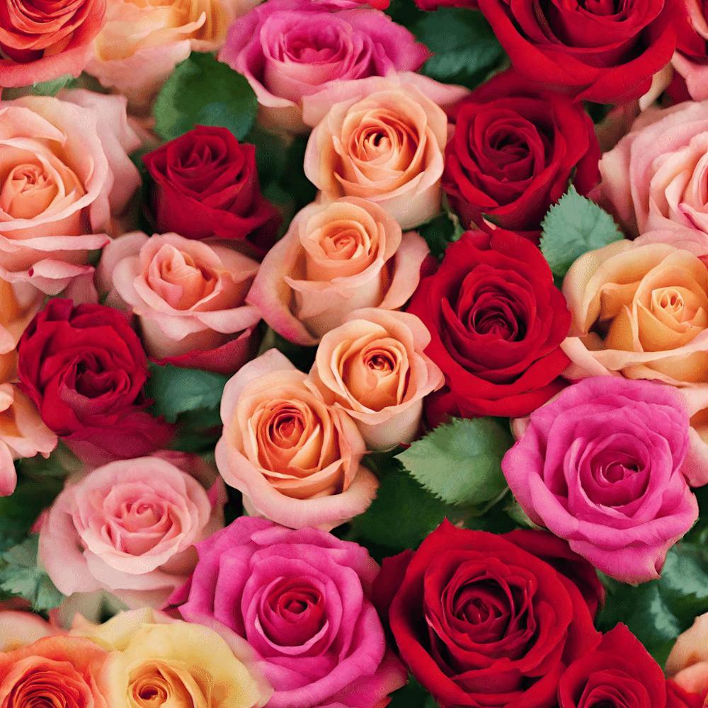 Colorful Roses 1