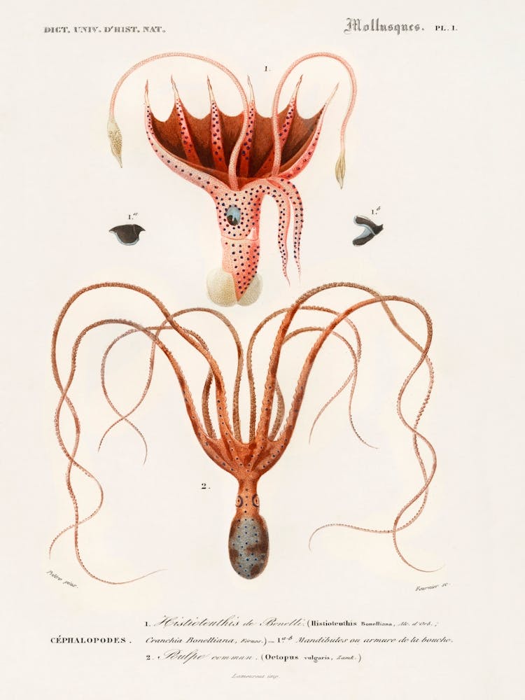 Squid(Histioteuthis Bonnellii), Charles Dessalines D' Orbigny