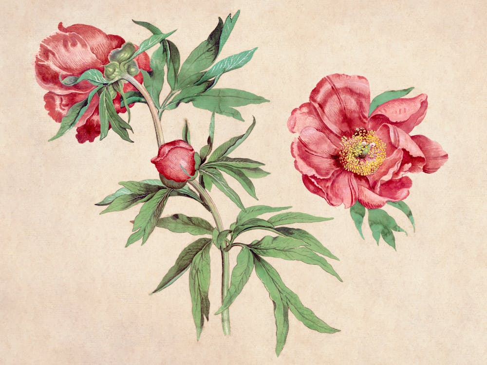 Peonies 15