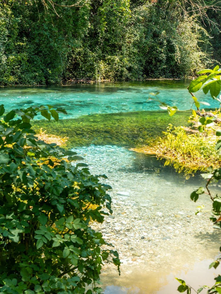Blue Water In The Forest