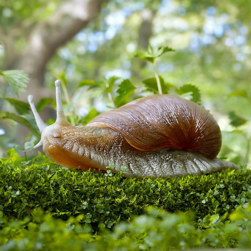 Snail On Moss